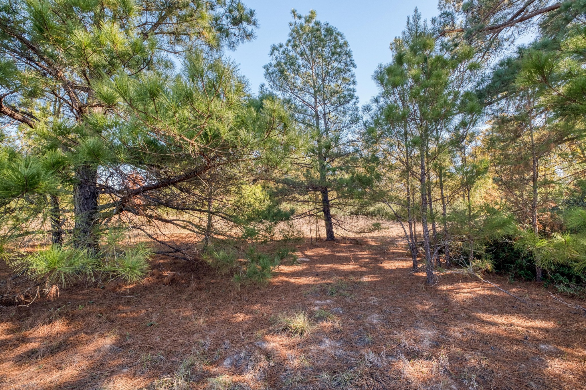 000 Dunbar Rd (Tract 3) Road, McDade, TX 78650 — photo 3