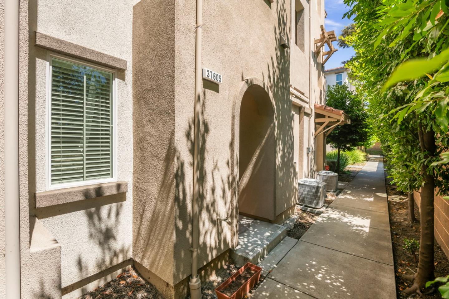37605 Pimento Common — photo