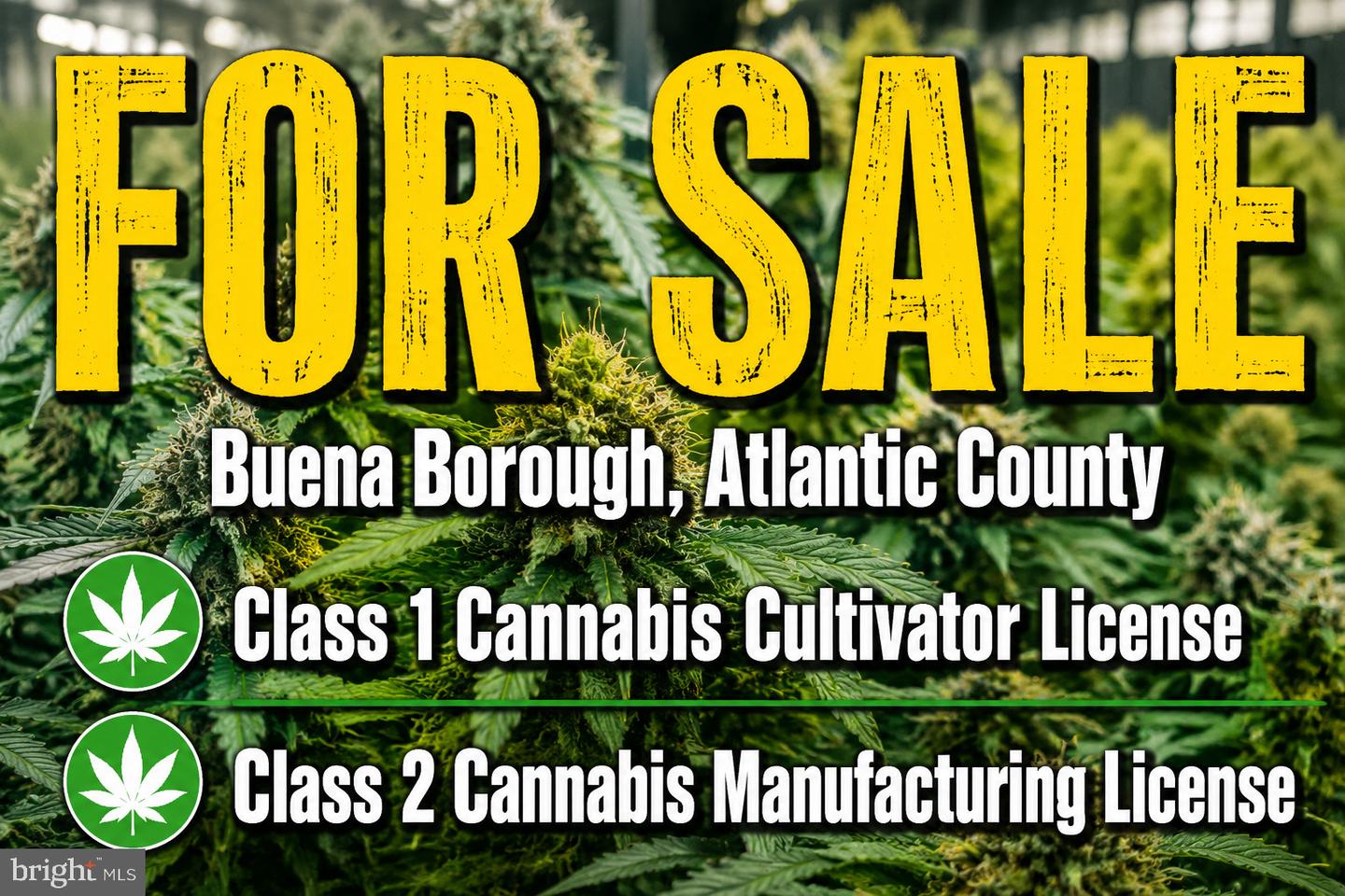 Cannabis — photo