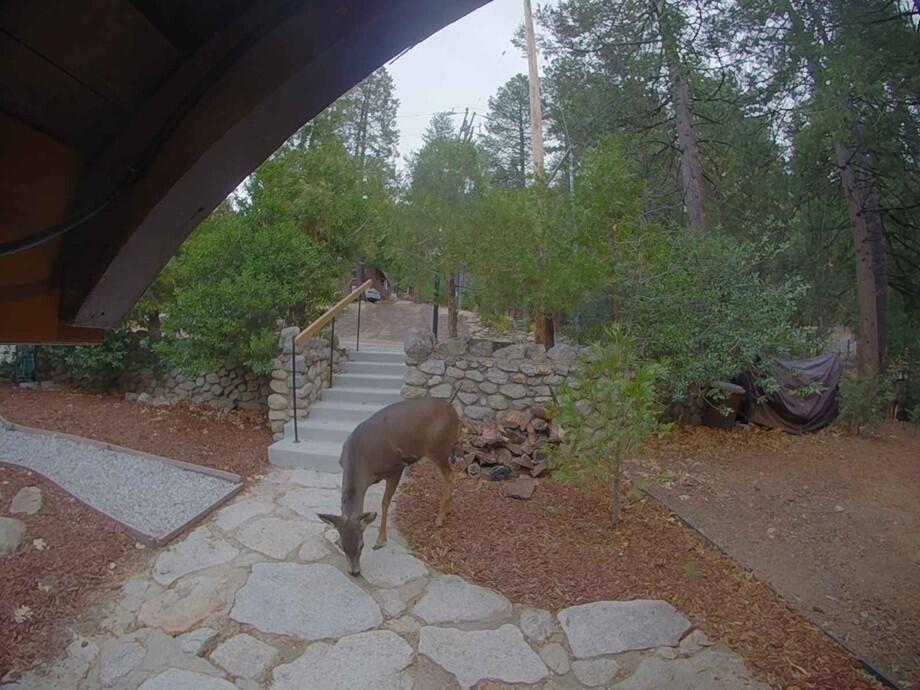 25835 Wayne Rd, Idyllwild, CA 92549