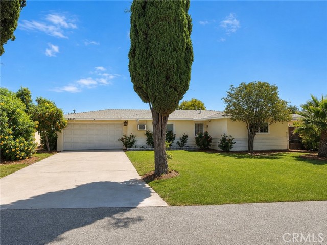 24655 Eucalyptus — photo