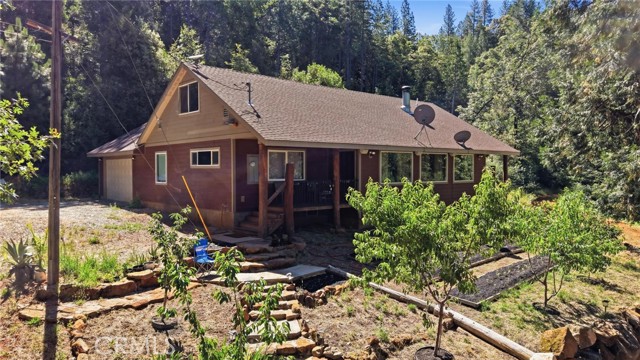 40 White Fir — photo