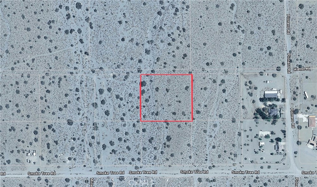 0 Coyote — photo