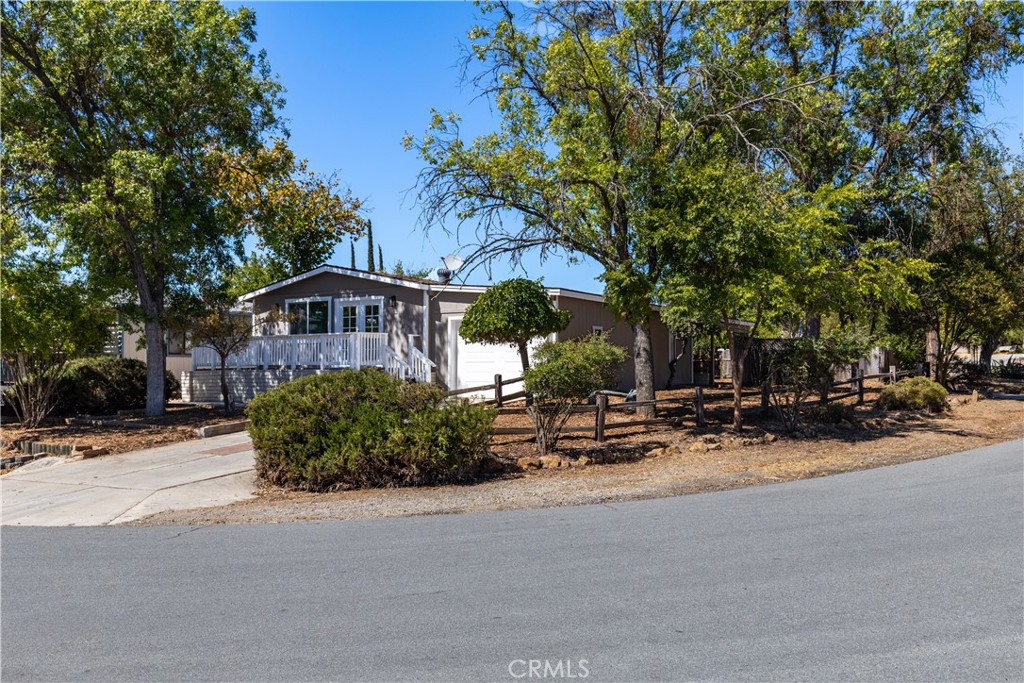4621 Blue Lupine — photo