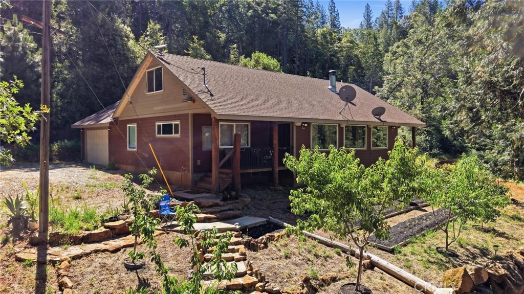 40 White Fir — photo