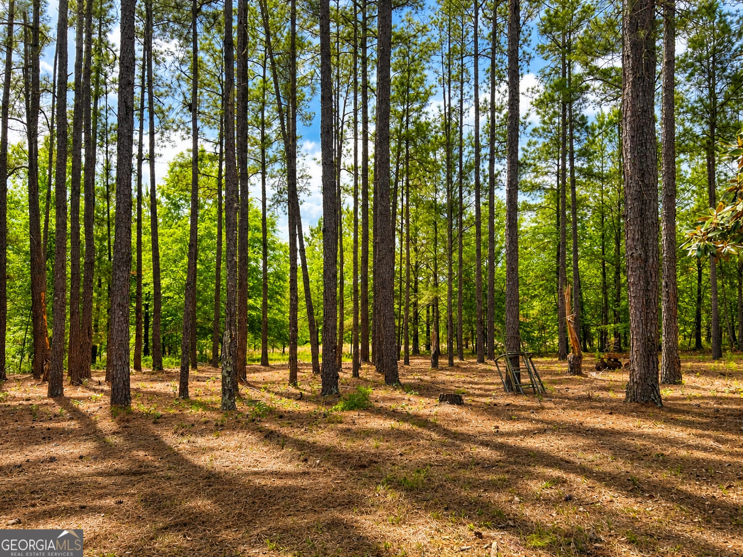 1059 Rabitsch Road, Millen GA 30442 — photo 3