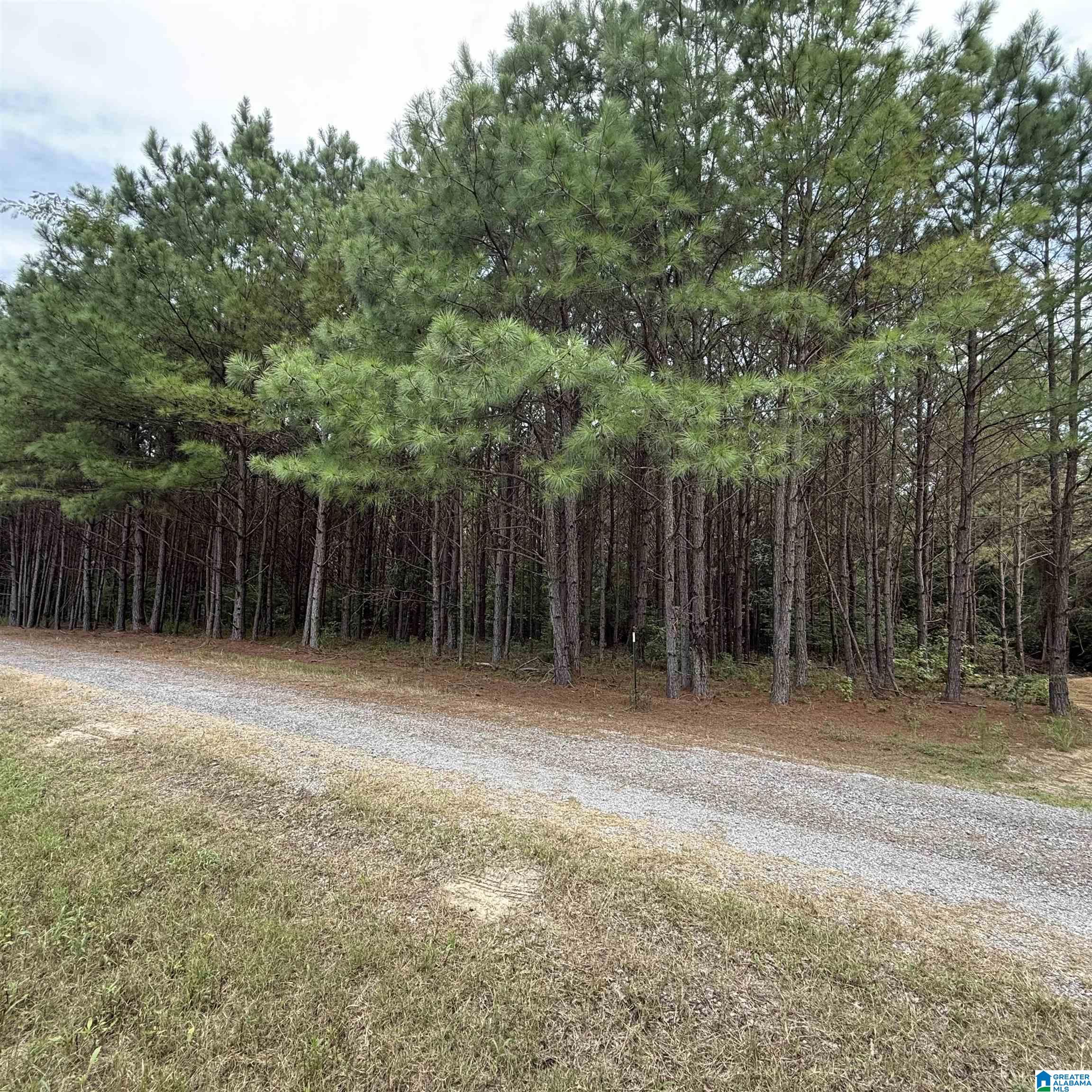 0 Pine Loop Drive, Jasper, AL 35503 — photo 3