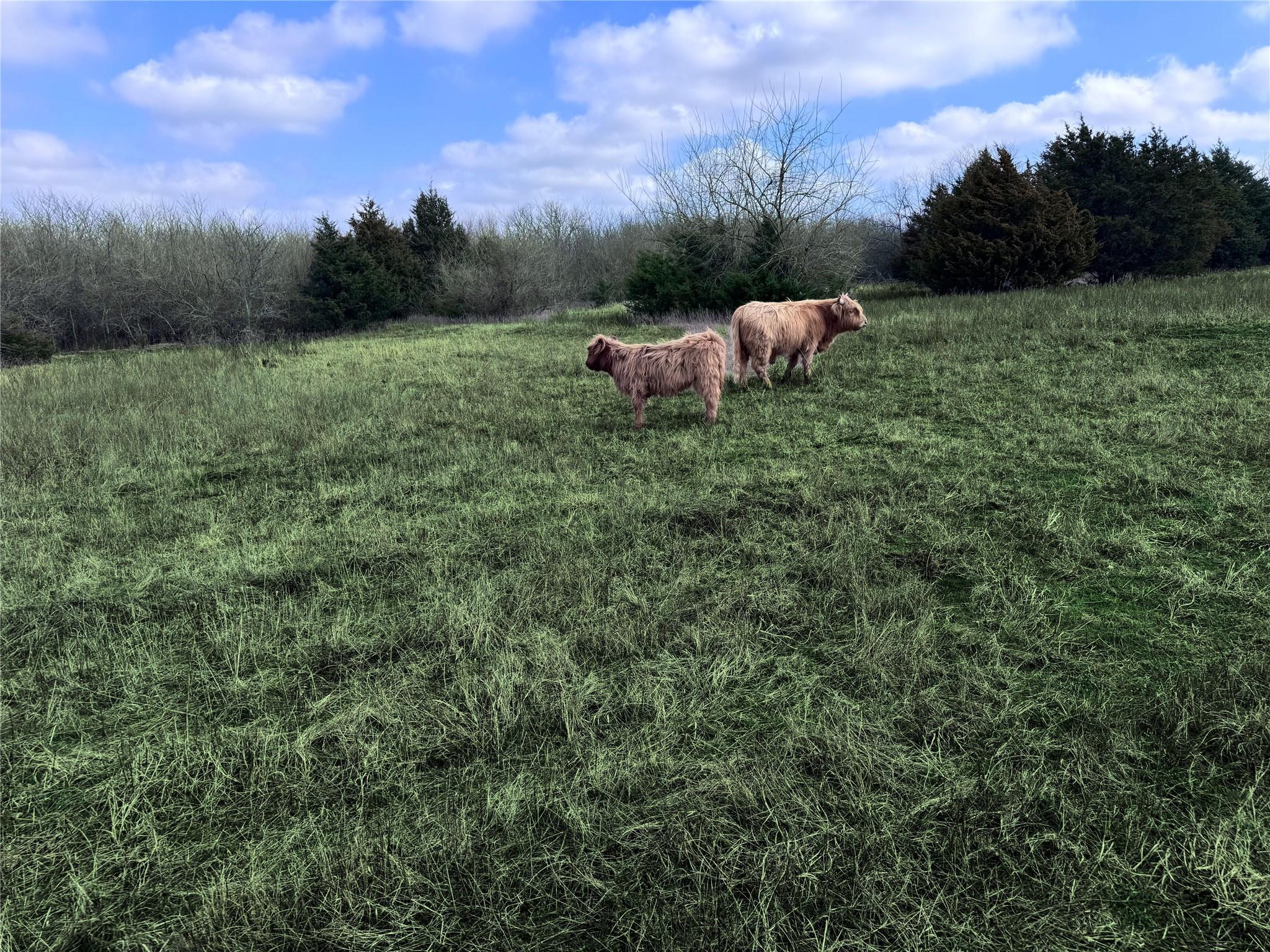 4081 FM 2736 — photo