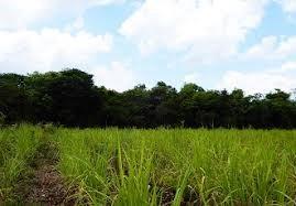 3.75 Acres 6 Lot Sub-Divided Lots Corozal Free Zone — photo