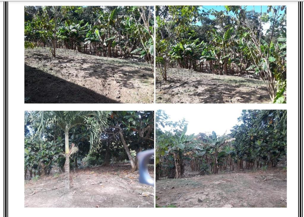 10 Acres Plantation W/ Pig Stye - Mullins River — photo