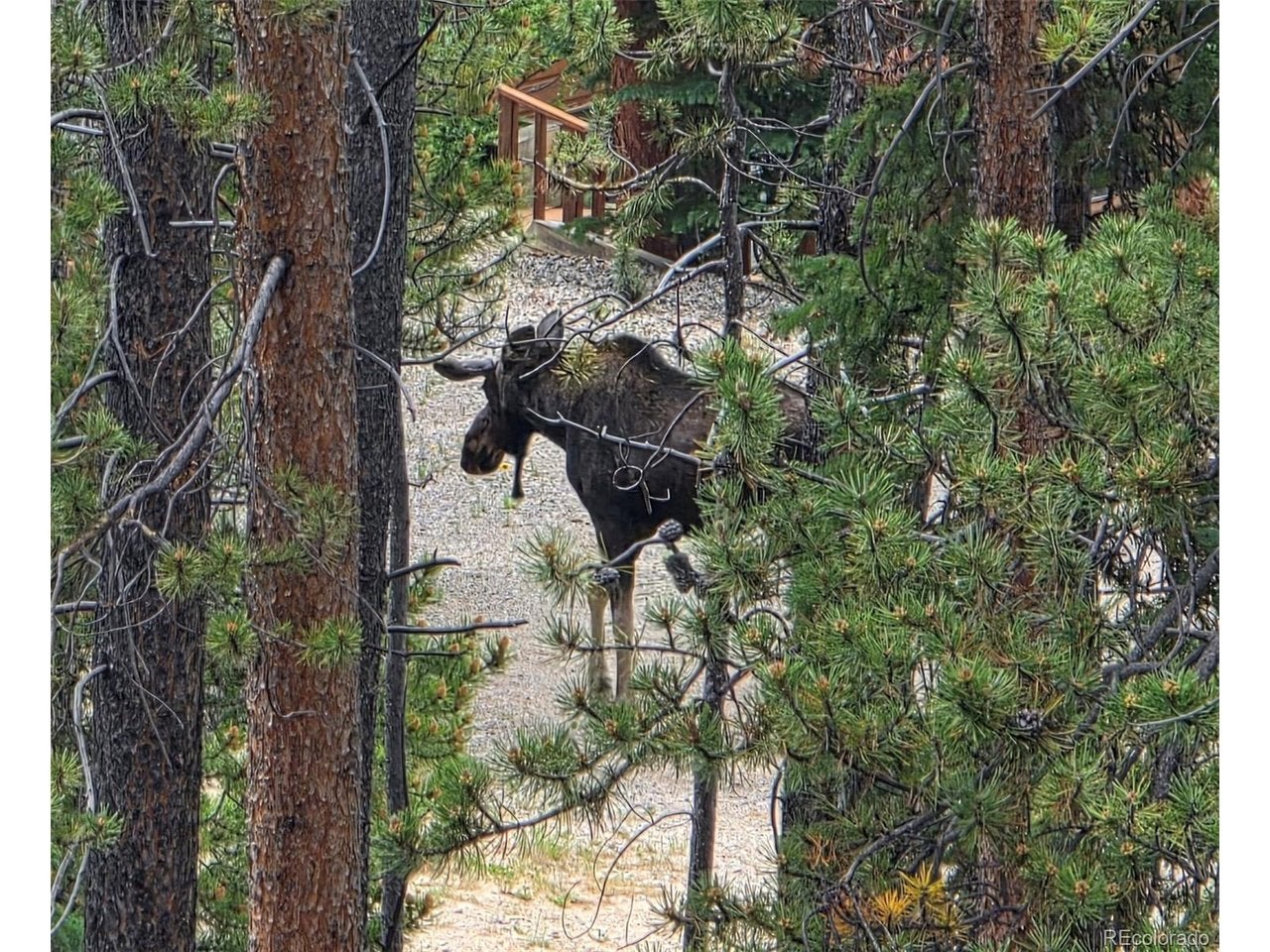 211 Pine Ridge Rd, Alma, CO 80420 — photo 2