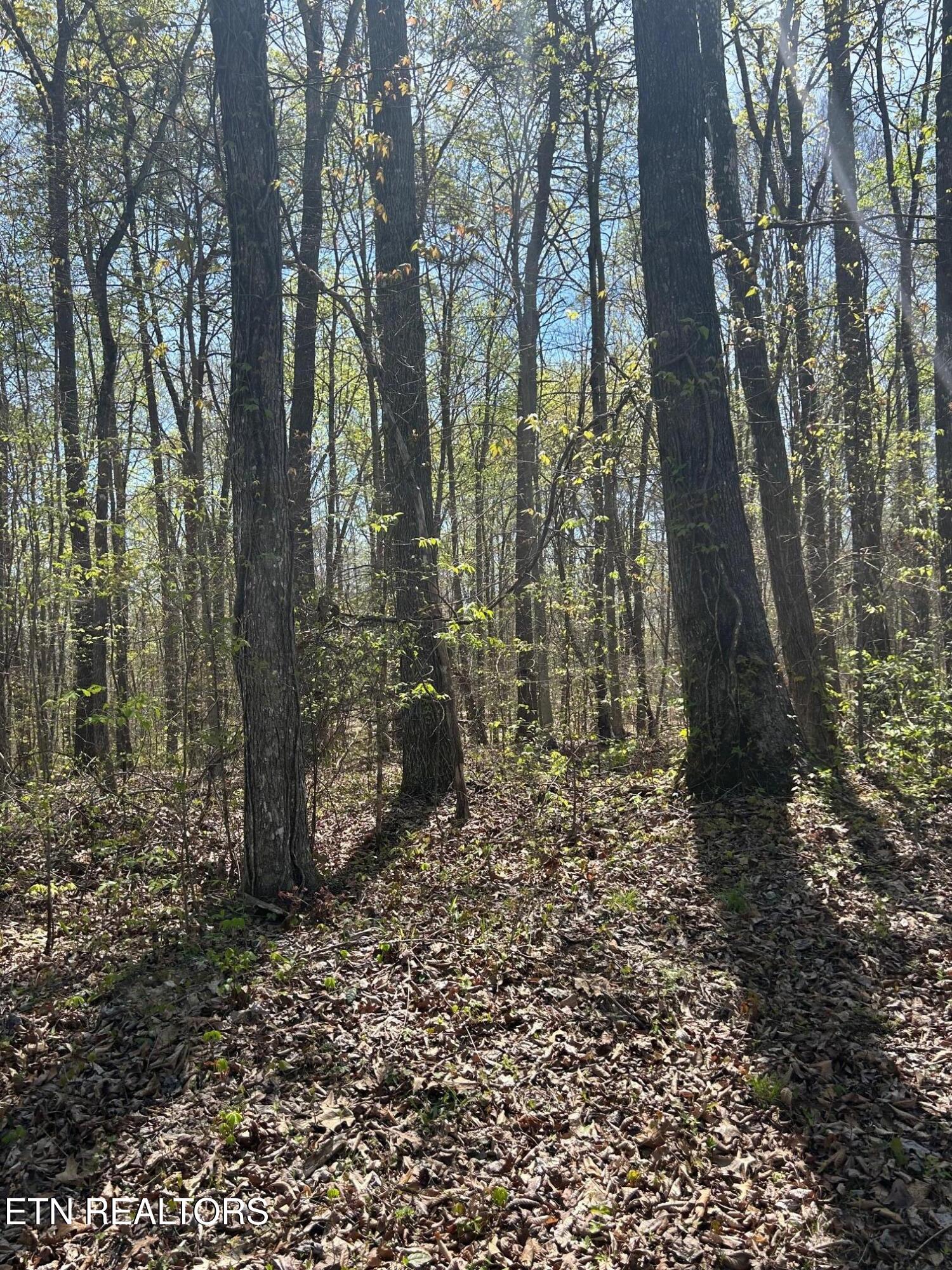 lot 9 Jones Ridge Rd, Speedwell, TN 37870 — photo 3