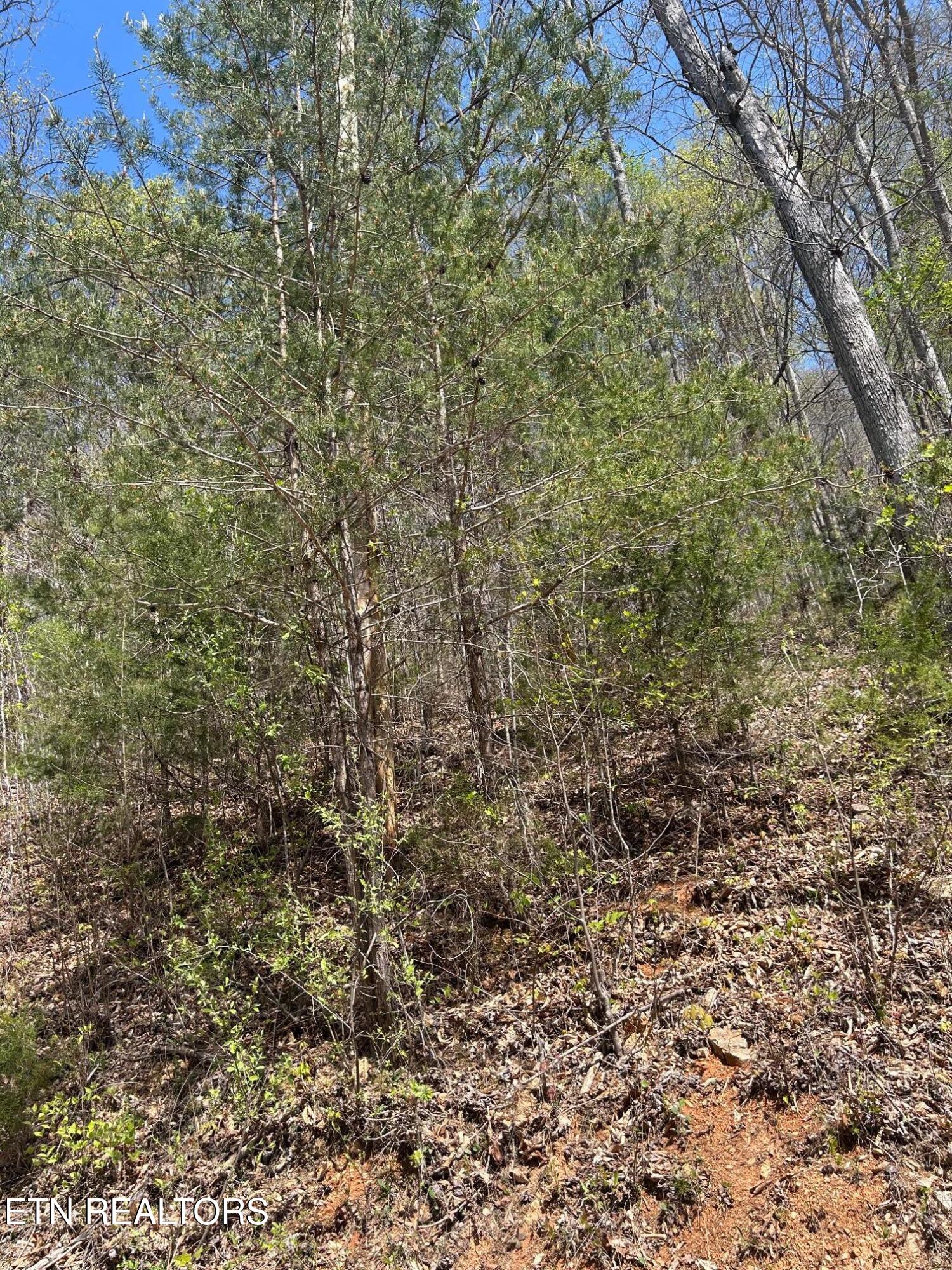 lot 3 Jones Ridge Rd, Speedwell, TN 37870 — photo 2
