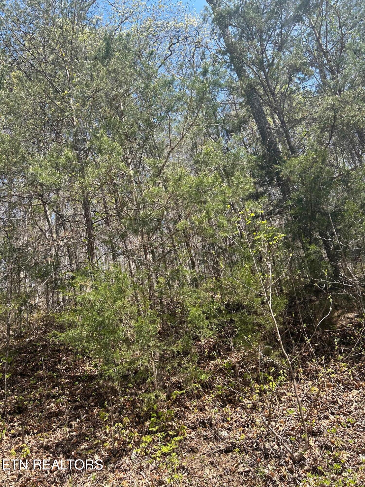 lot 3 Jones Ridge Rd, Speedwell, TN 37870 — photo 3