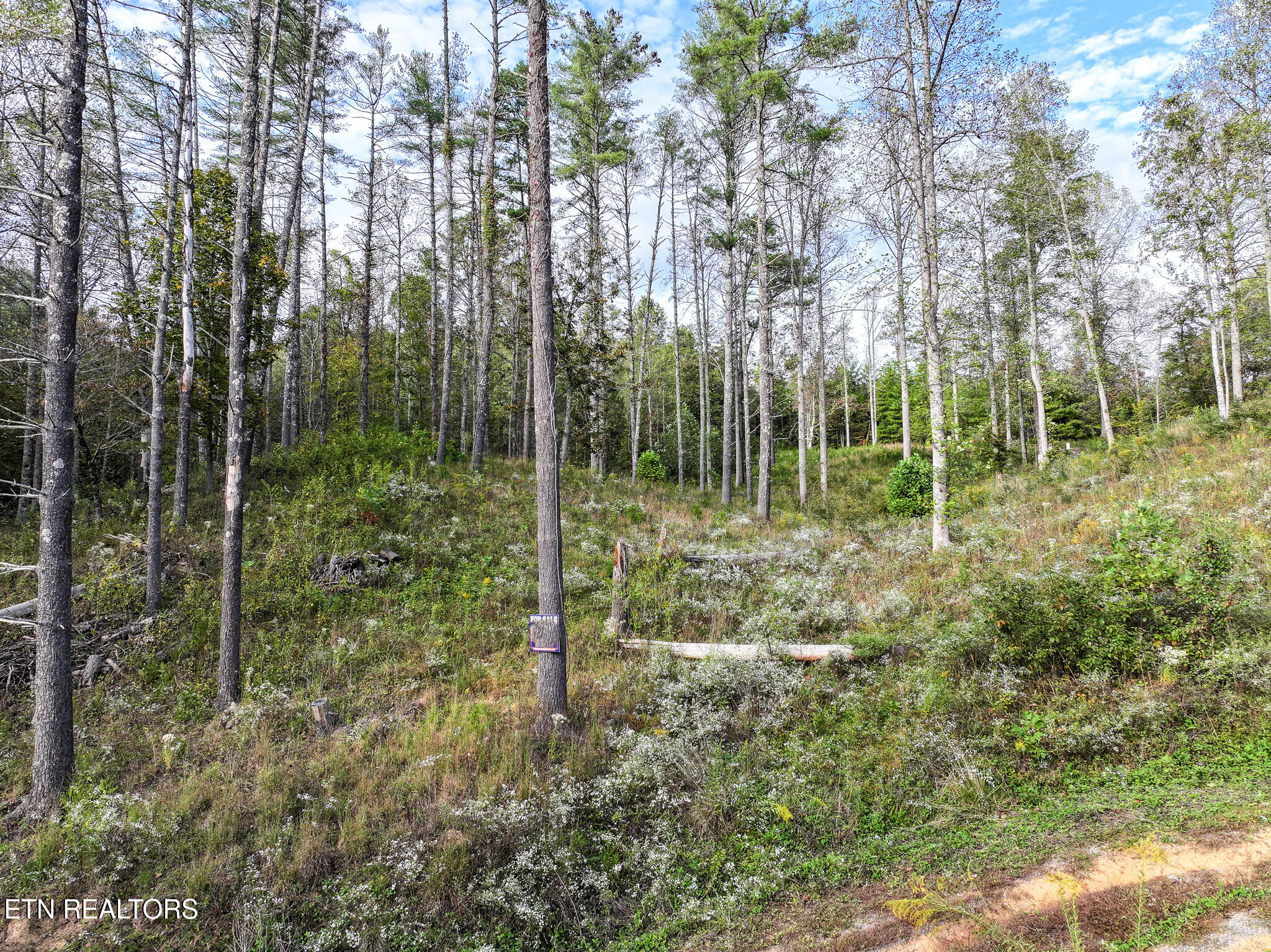 Long Branch Rd Off Rd, Del Rio, TN 37727 — photo 3