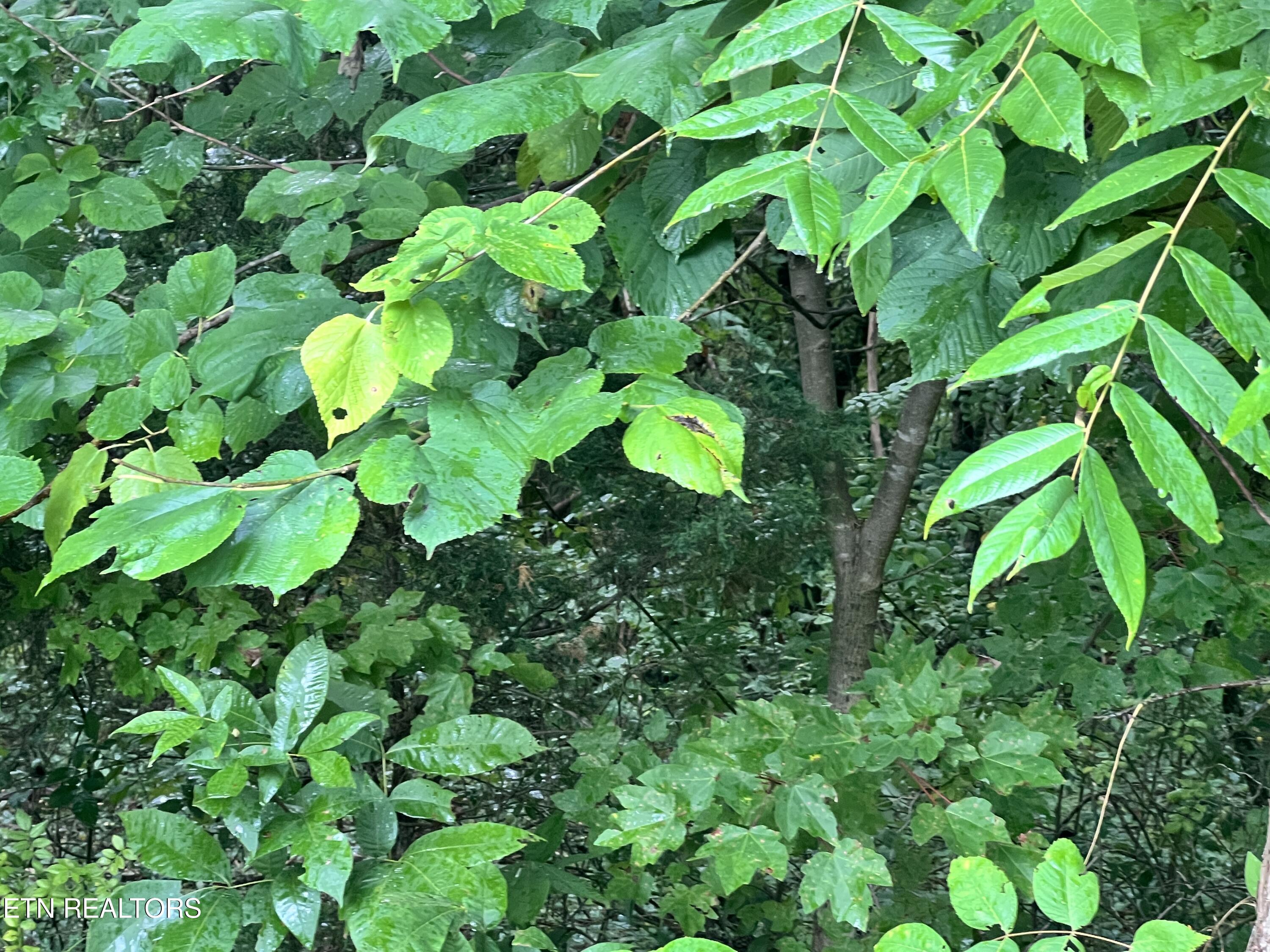 Lot 5 Willie Promore Rd, Decatur, TN 37322 — photo 3