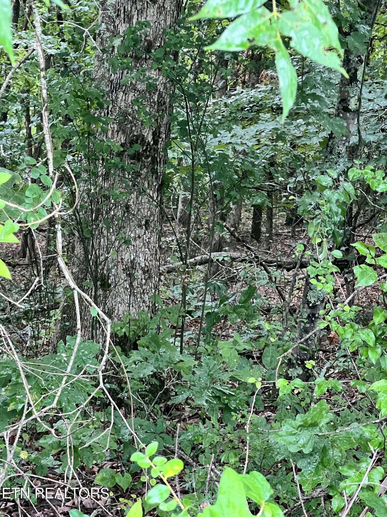 Lot 6 Willie Prigmore Rd, Decatur, TN 37322 — photo 3