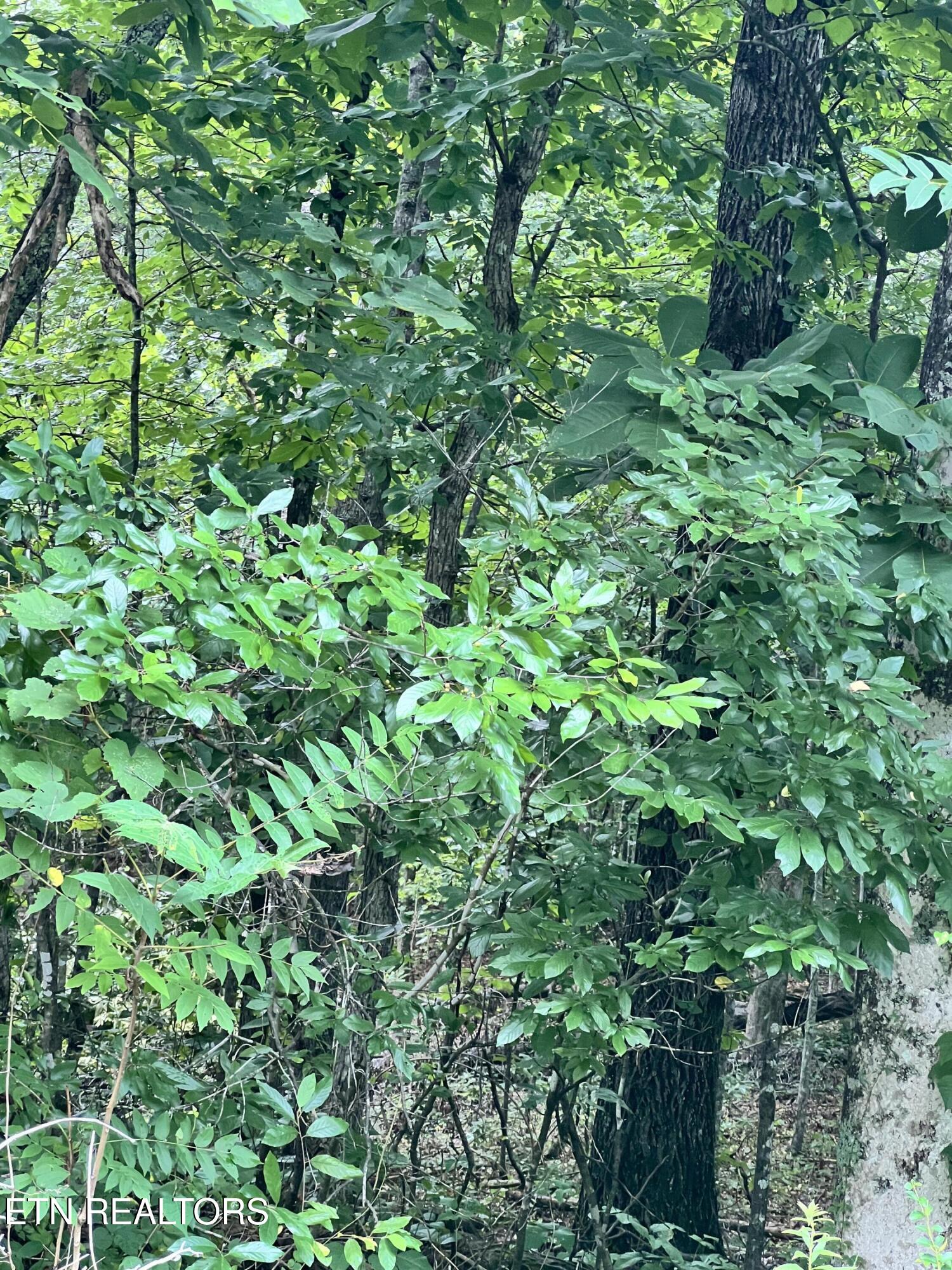 Lot 11 Willie Prigmore Rd, Decatur, TN 37322 — photo 2