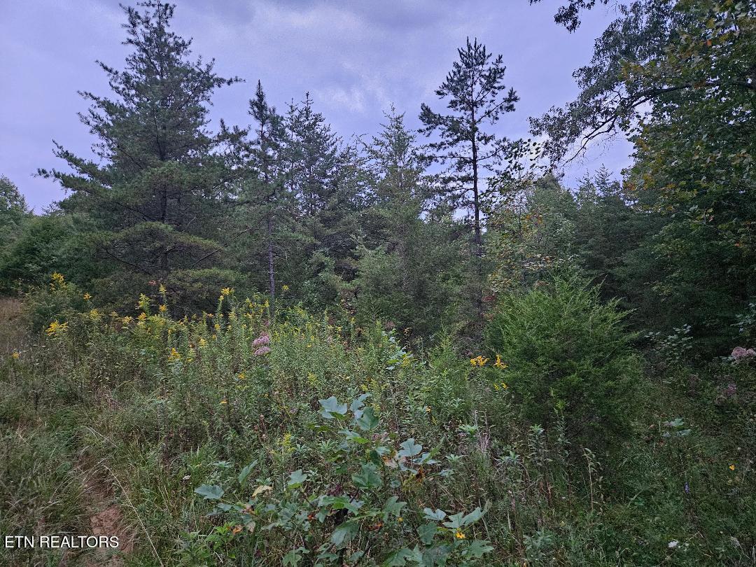 00 Sandy Rd N/O Rd, Wilder, TN 38589