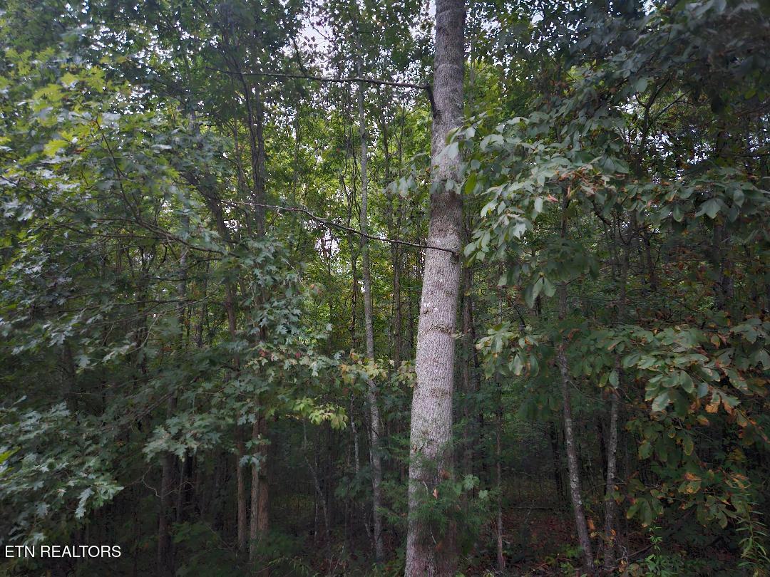 00 Sandy Rd N/O Rd, Wilder, TN 38589 — photo 2