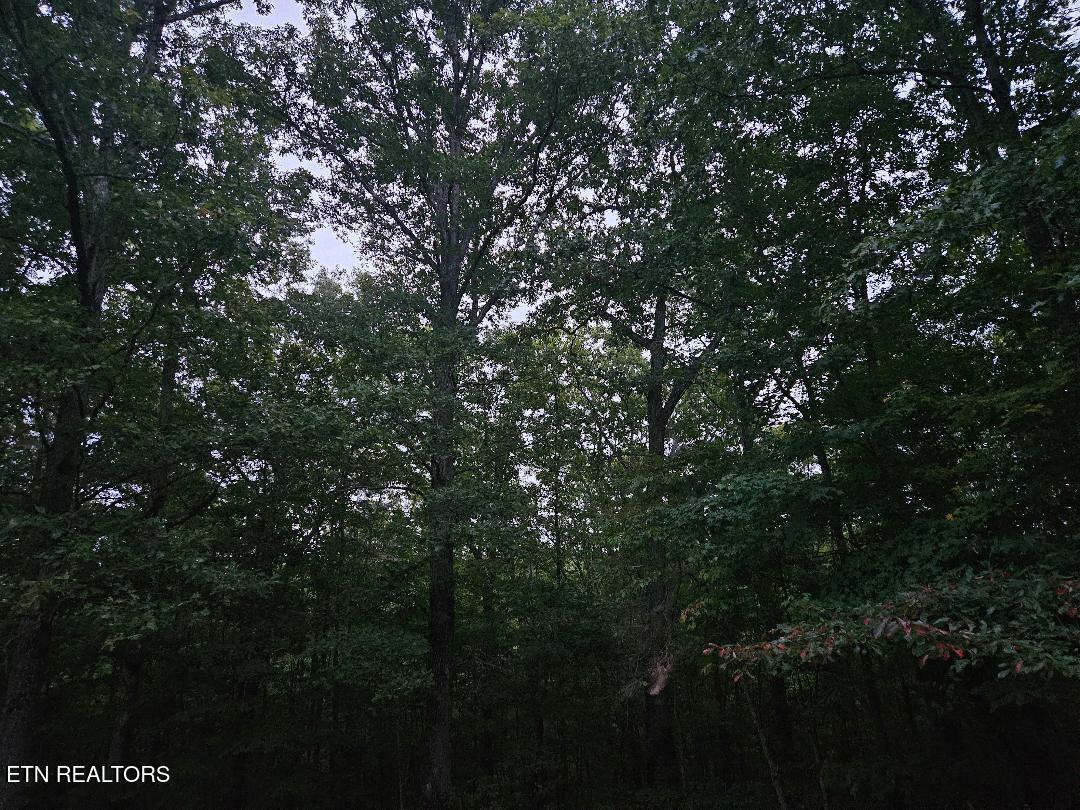 00 Sandy Rd N/O Rd, Wilder, TN 38589 — photo 3