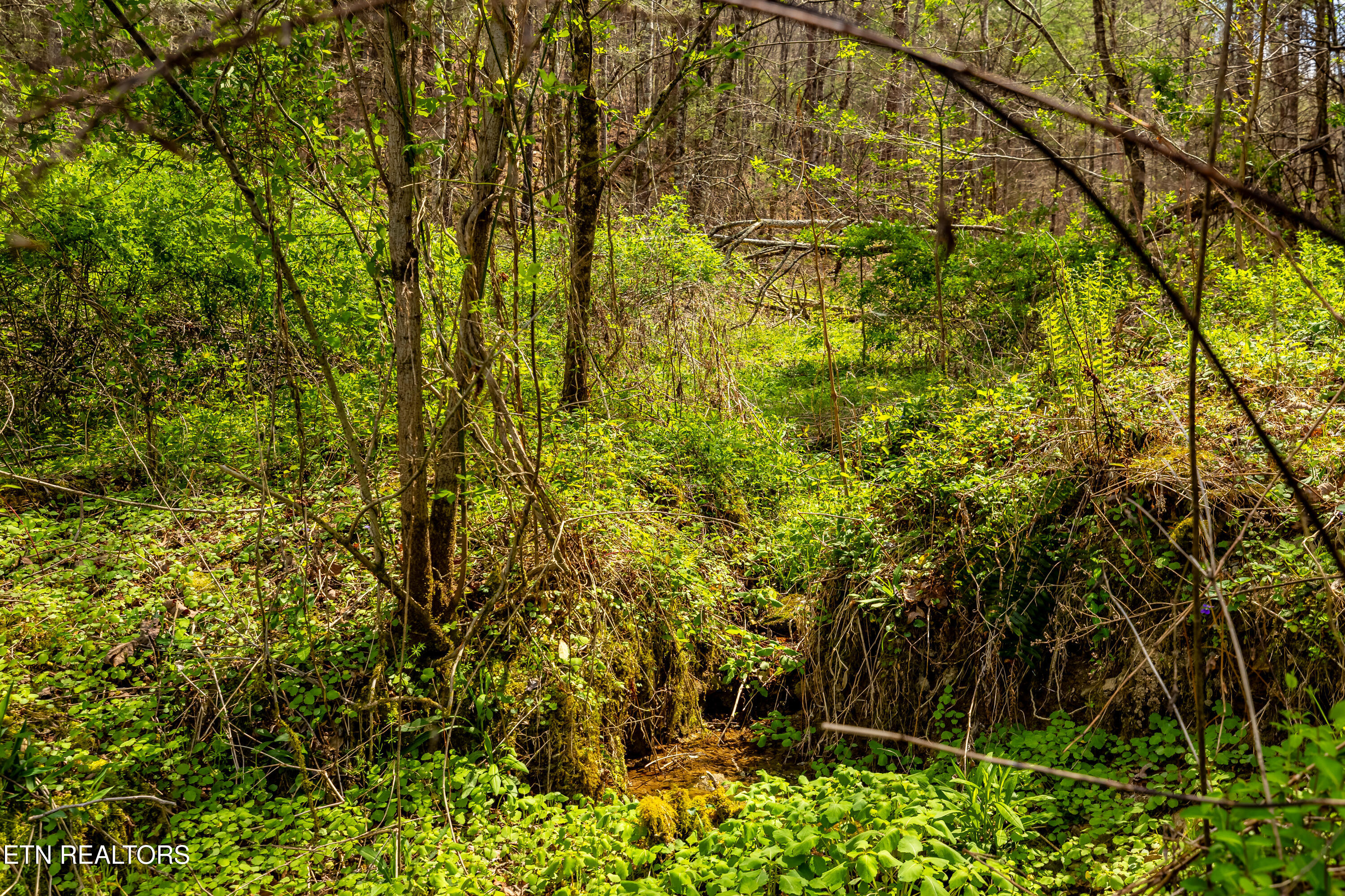 1700 Rafter Rd, Tellico Plains, TN 37385 — photo 3