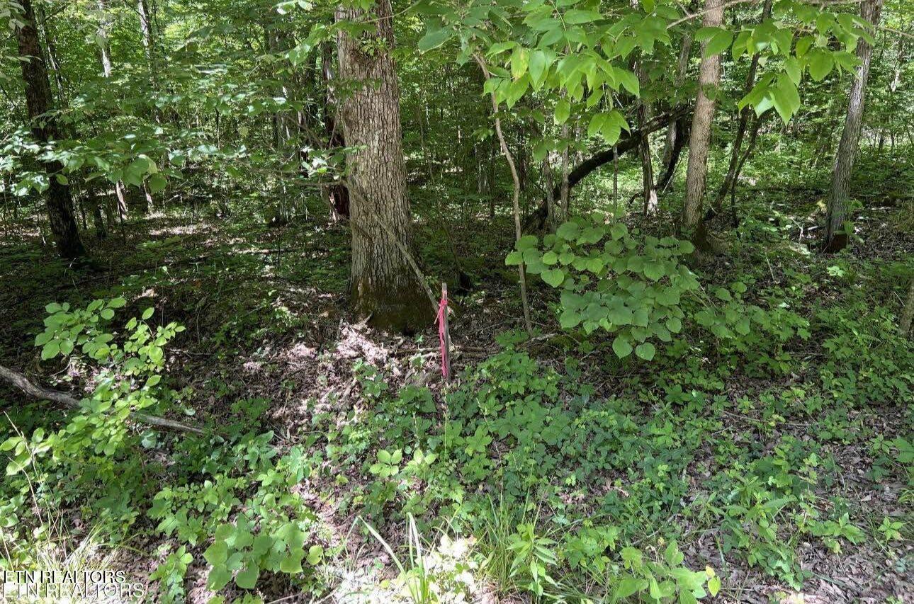158 Eagle Ridge Rd, Kingston, TN 37763 — photo 3