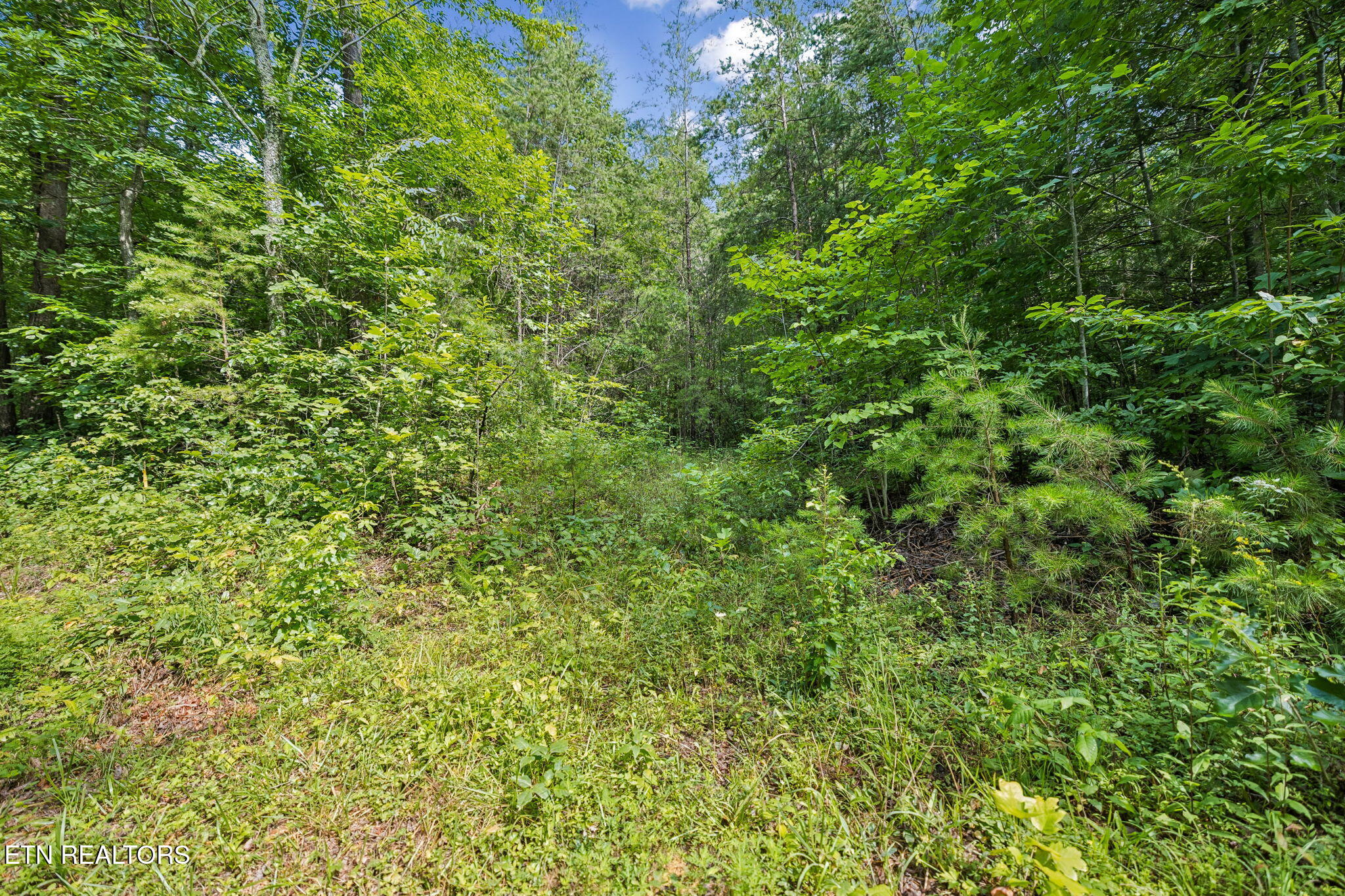 Ridge Rd, Lancing, TN 37770 — photo 2