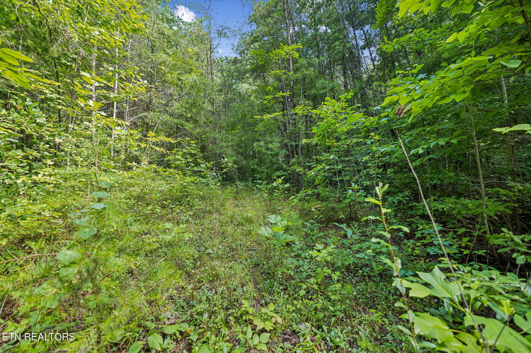 Ridge Rd, Lancing, TN 37770 — photo 3