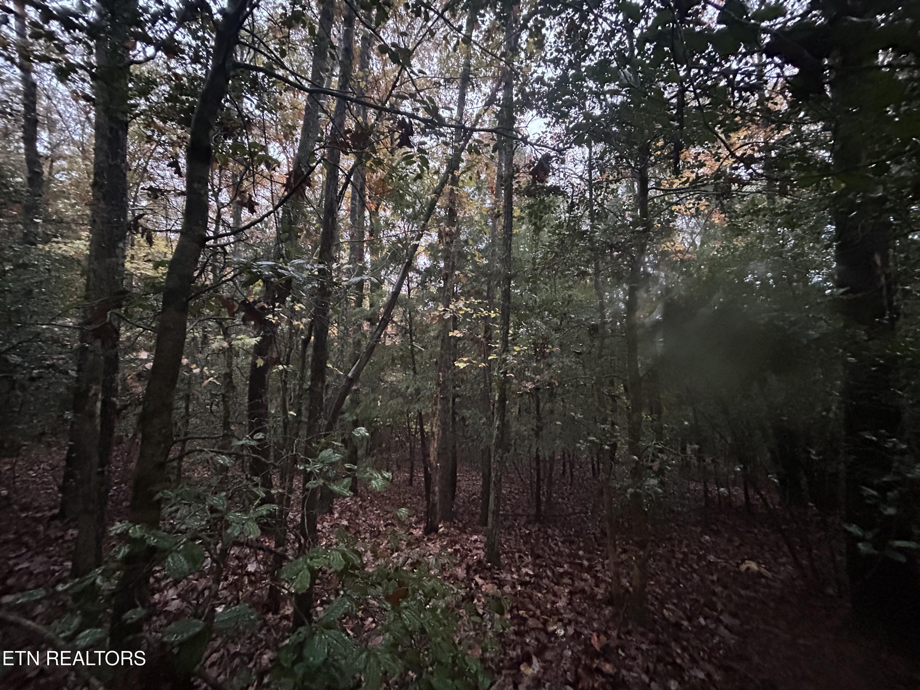 Wilder Rd, Clarkrange, TN 38553 — photo 2