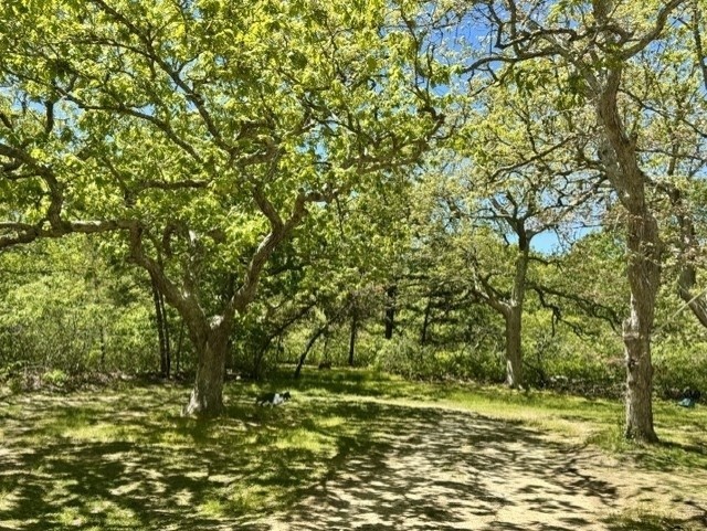 47 Quenames Road, Chilmark, MA 02535 — photo 2