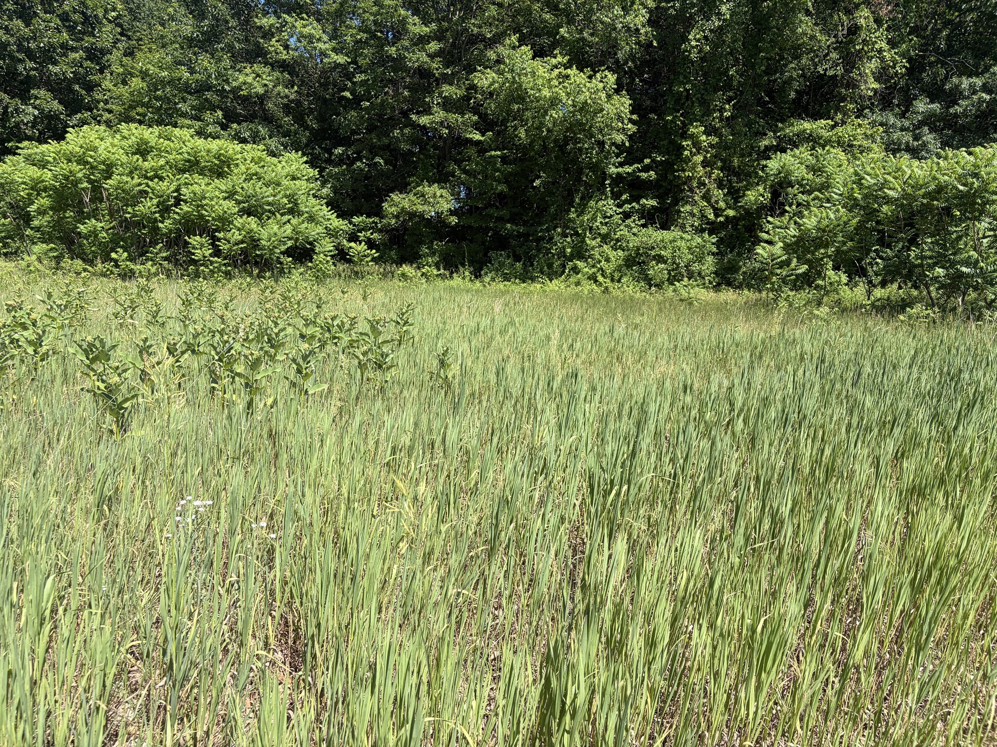 0 Straits Road, Hatfield, MA 01038 — photo 2