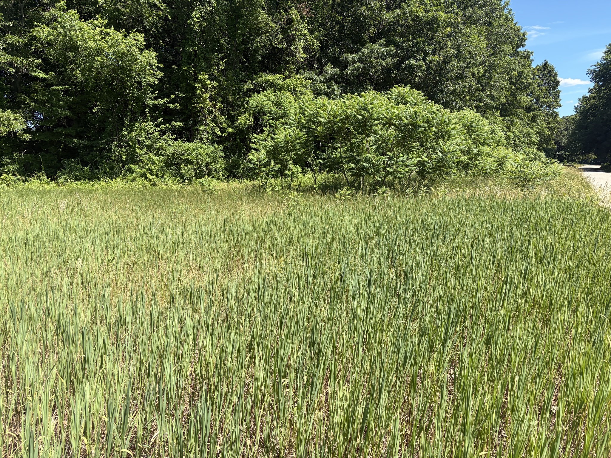 0 Straits Road, Hatfield, MA 01038 — photo 3