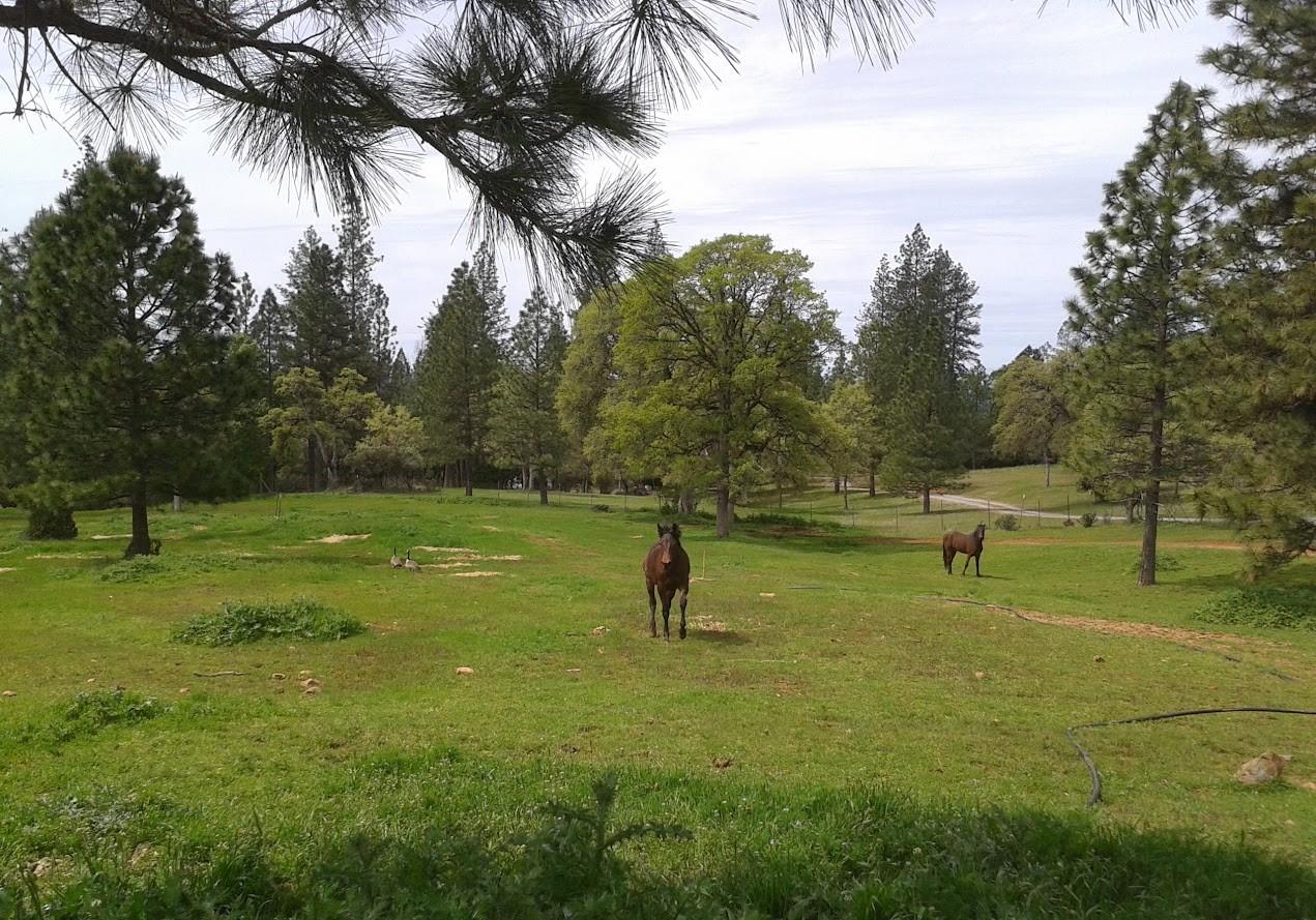 Home in Georgetown, CA 95634 — photo 3