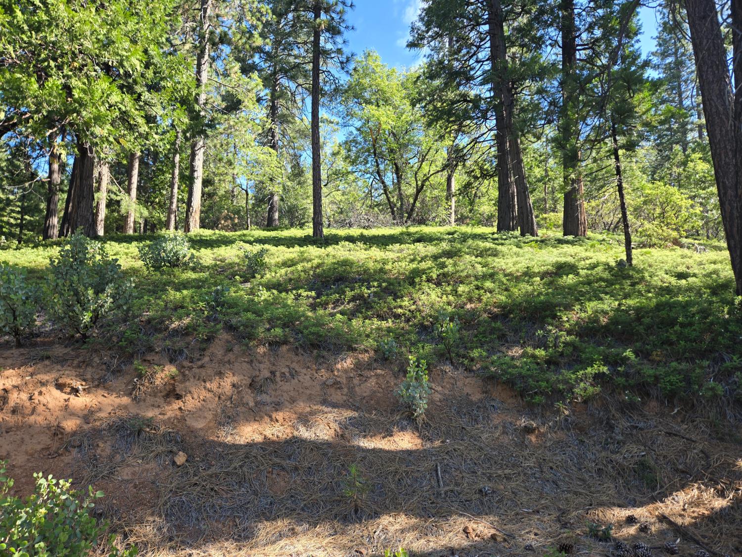 2964 Murphys Drive, Arnold, CA 95223