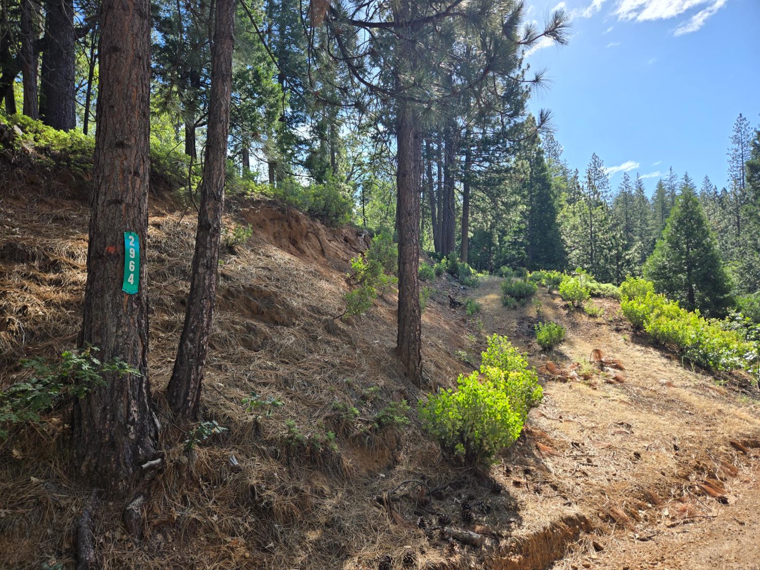 2964 Murphys Drive, Arnold, CA 95223 — photo 2