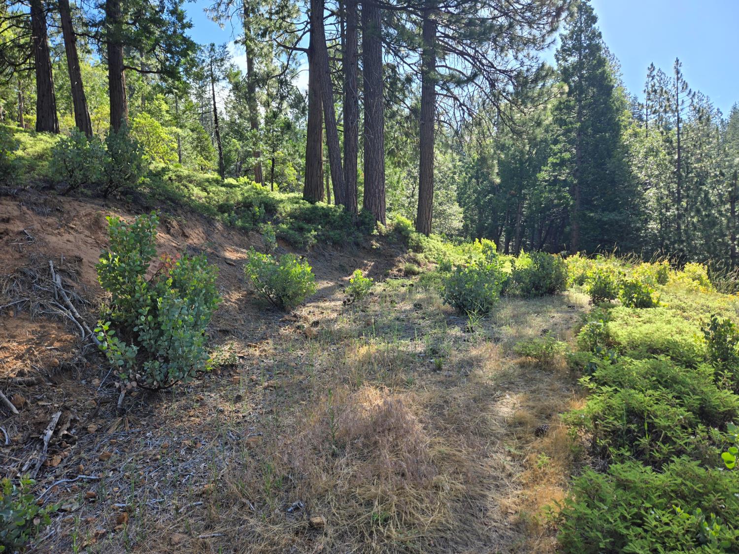 2964 Murphys Drive, Arnold, CA 95223 — photo 3
