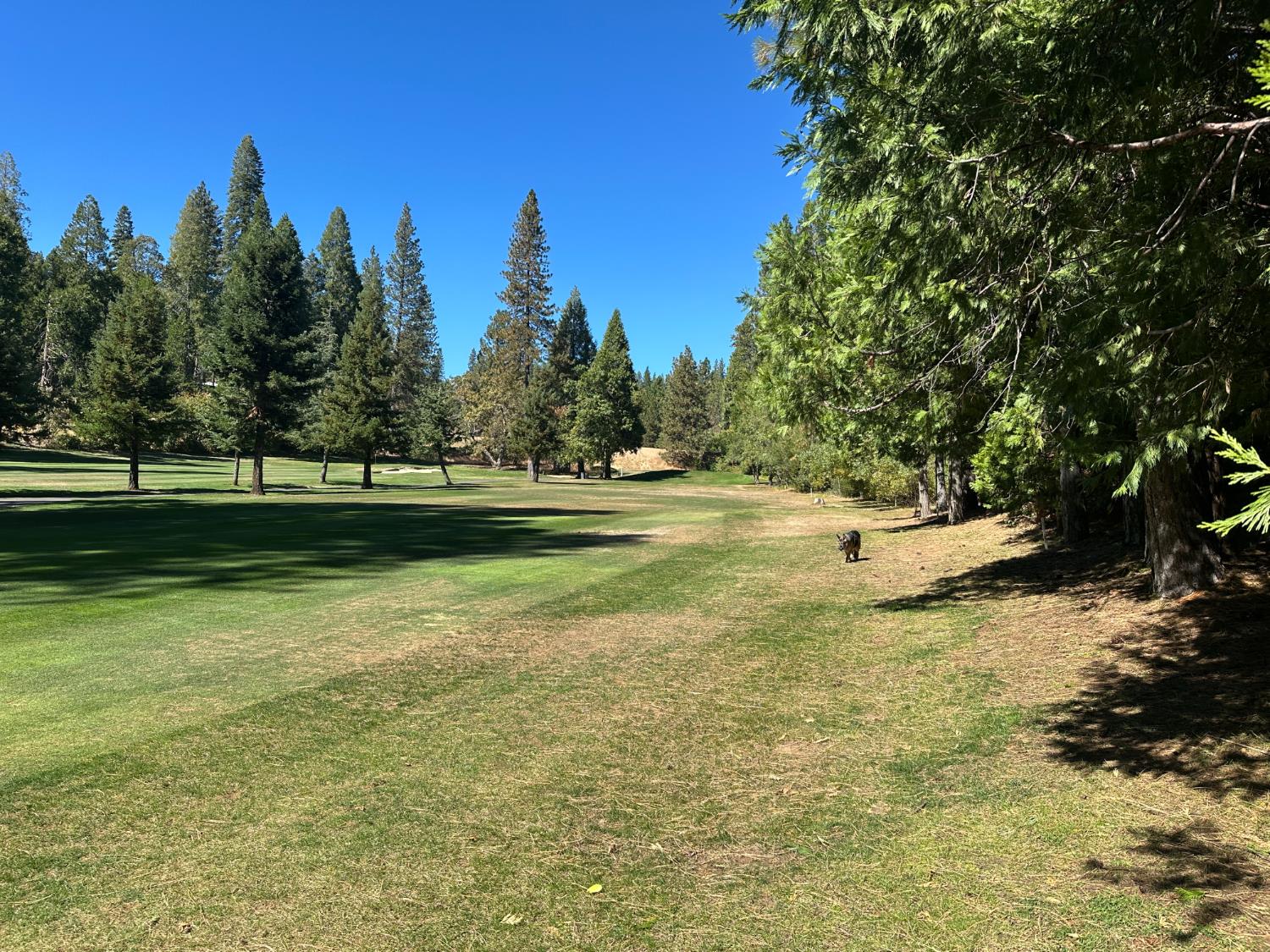 895 Meadow Drive, Arnold, CA 95223 — photo 3