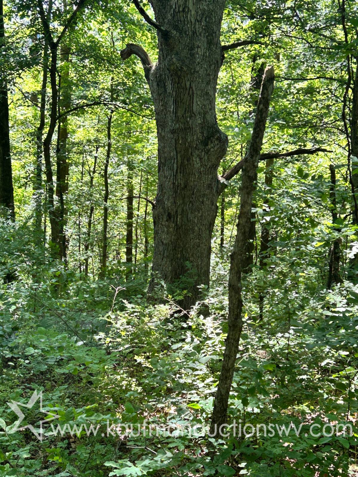 0 Hoyt Ridge - Anderson Ridge, Littleton, WV 26581 — photo 3