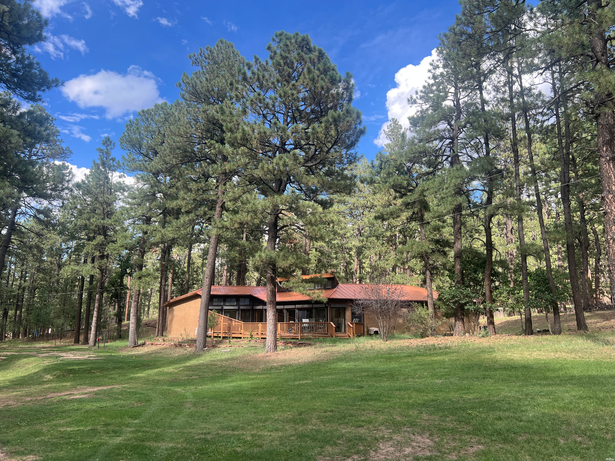 4 Forest — photo