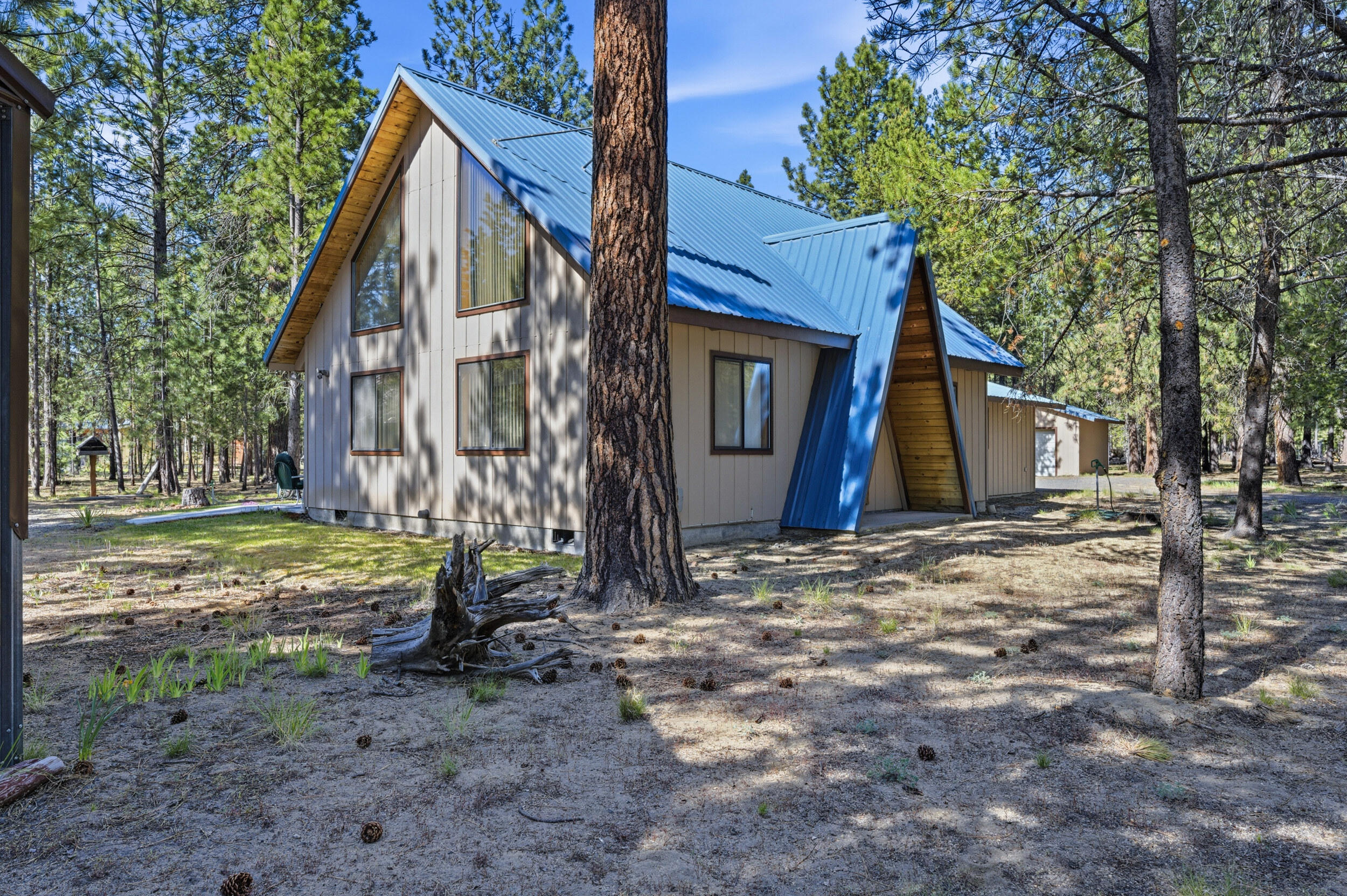52035 Noble Fir — photo