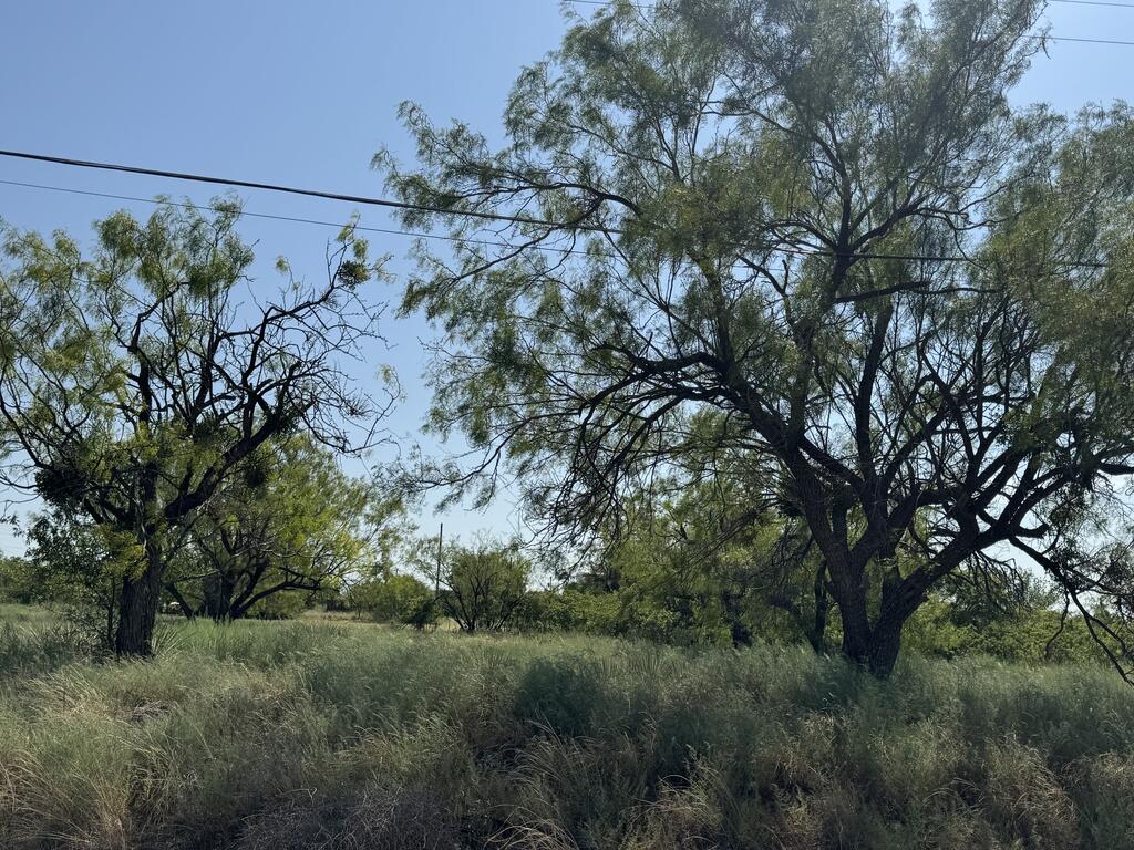 00 Mulberry — photo