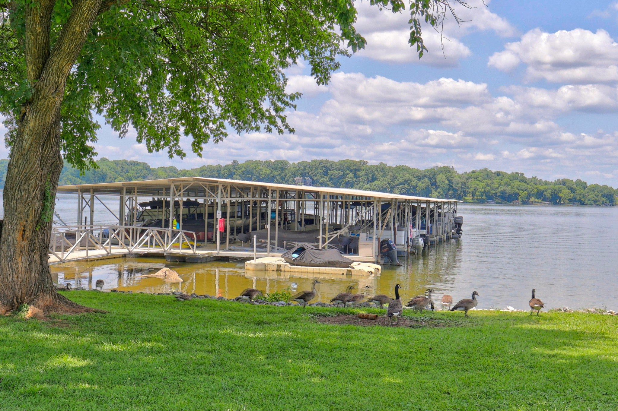 105 Tanasi Shr S — photo