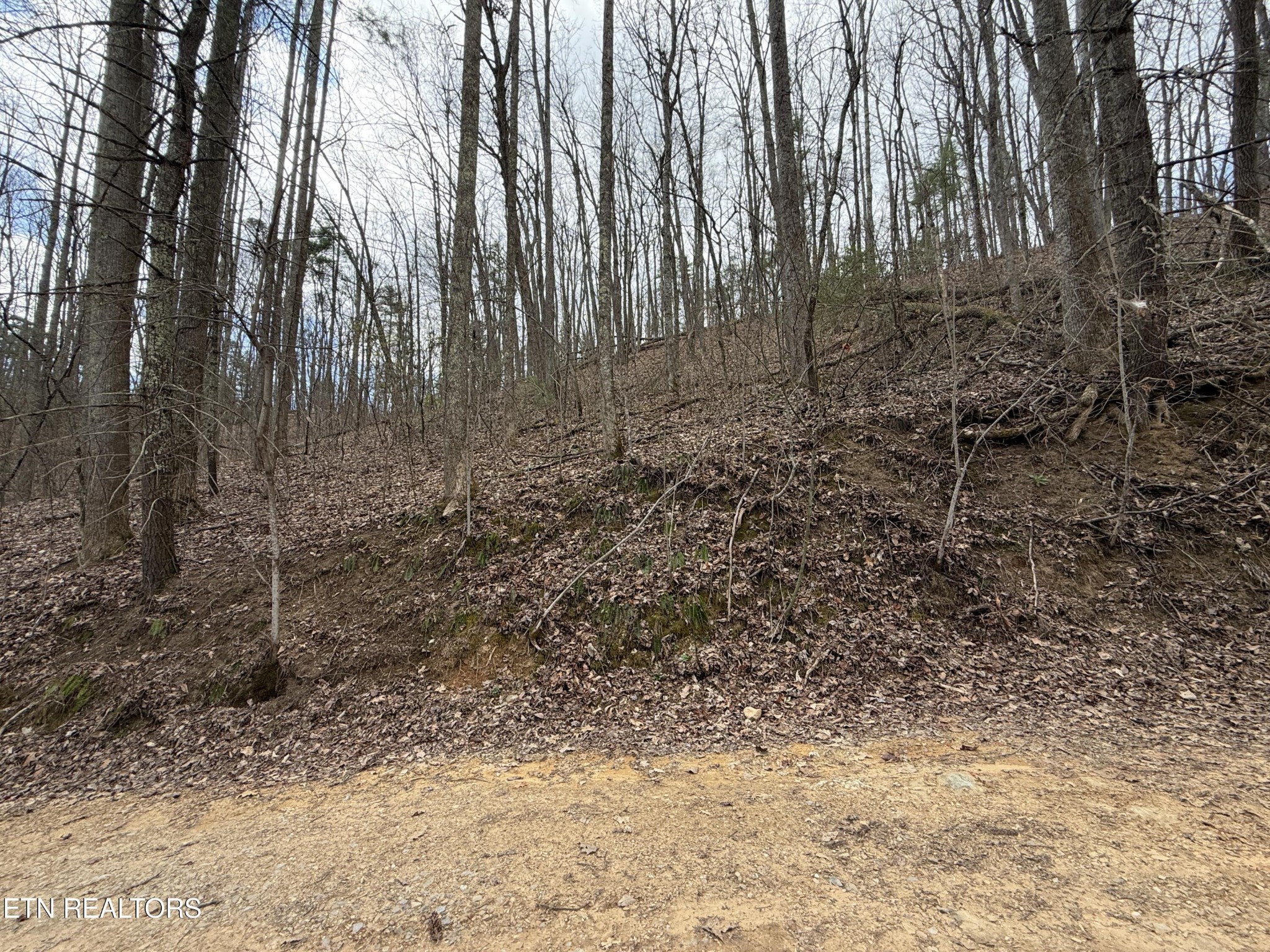 401 Reece Hollow Road, Del Rio, TN 37727 — photo 2