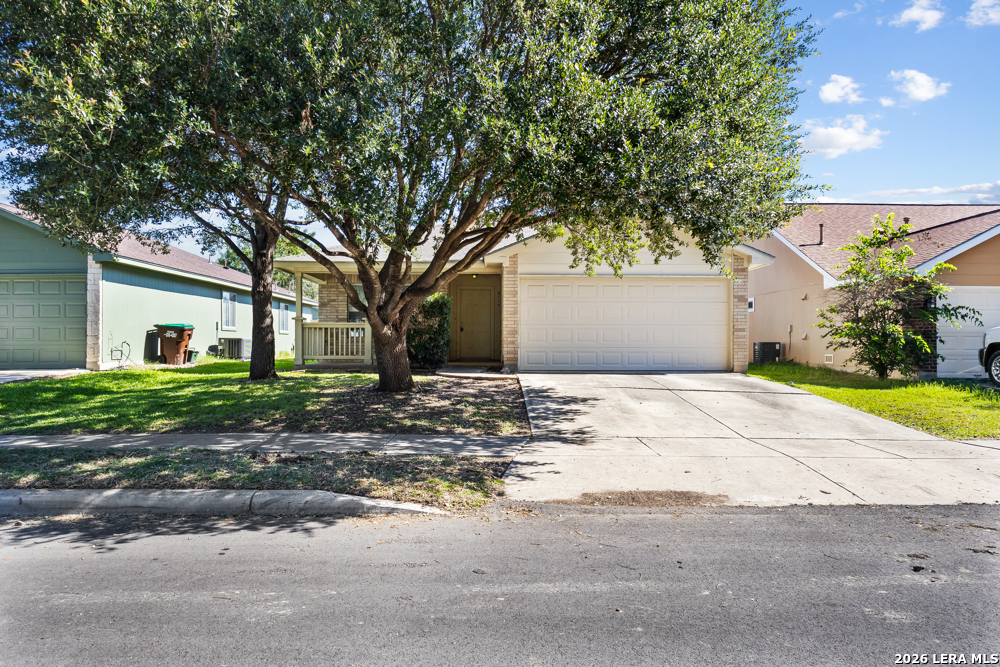 8519 Snakeweed — photo