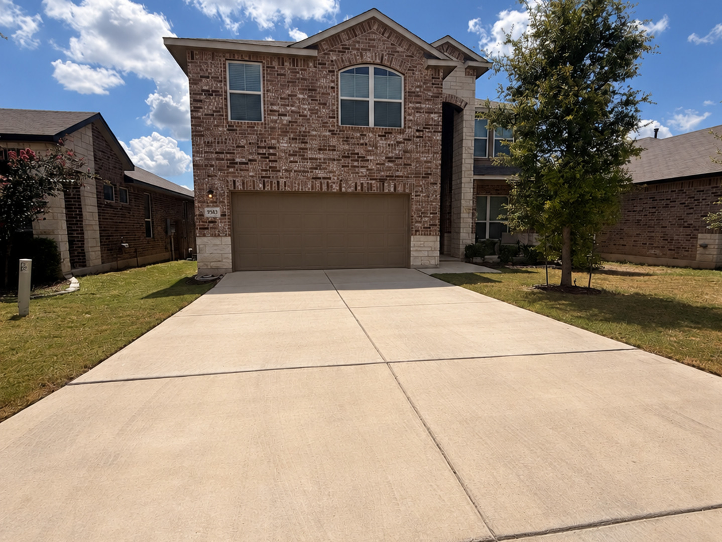 9583 Bicknell Sedge — photo