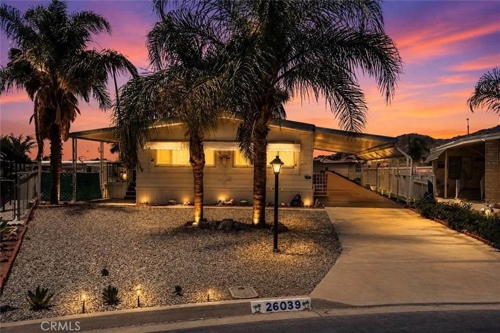 26039 Sago Palm — photo