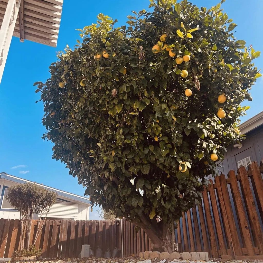 27250 Murrieta 364 — photo