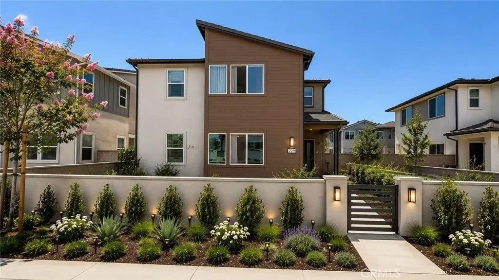 229 Shoveler — photo