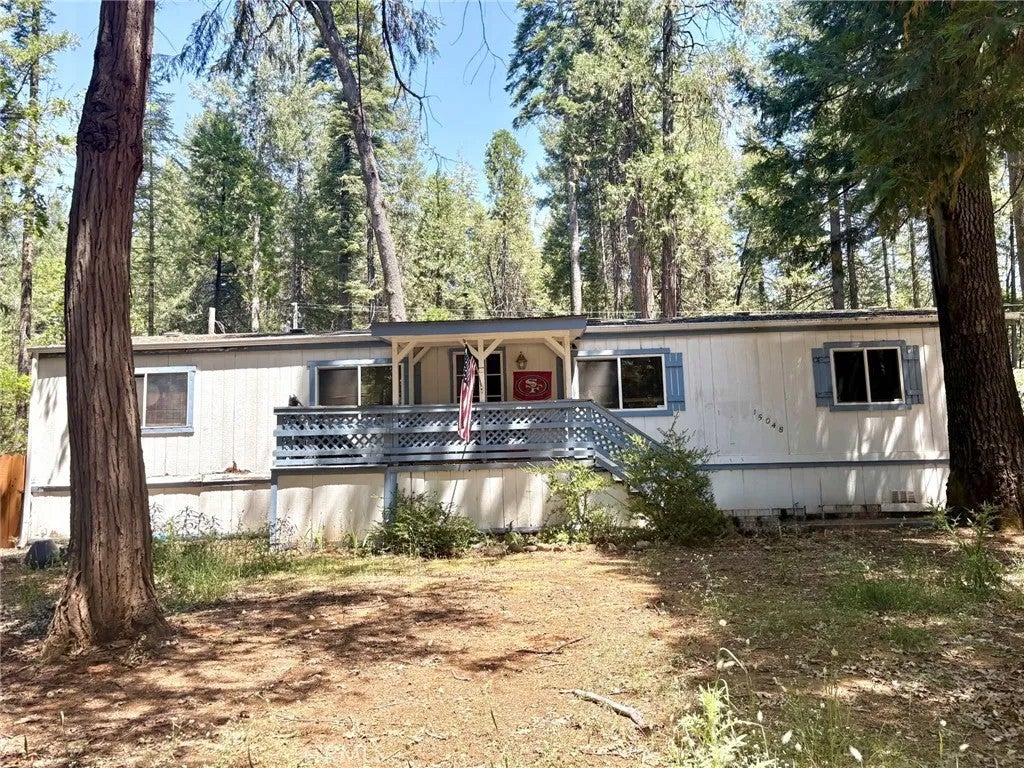 15048 Jack Pine — photo